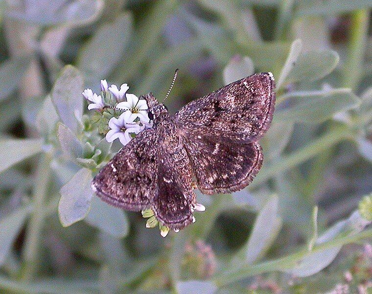 File:Hesperopsis gracielae 3056423.jpg