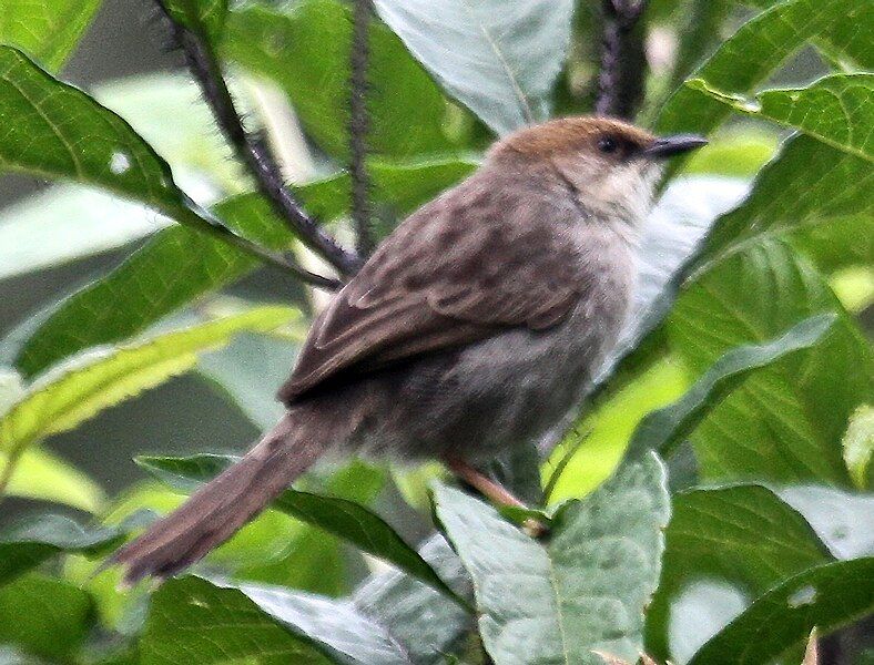 File:Hunter‘sCisticola.jpg