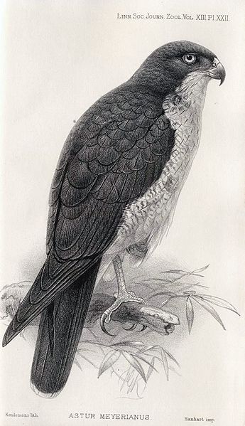 File:John Gerrard Keulemans03.jpg