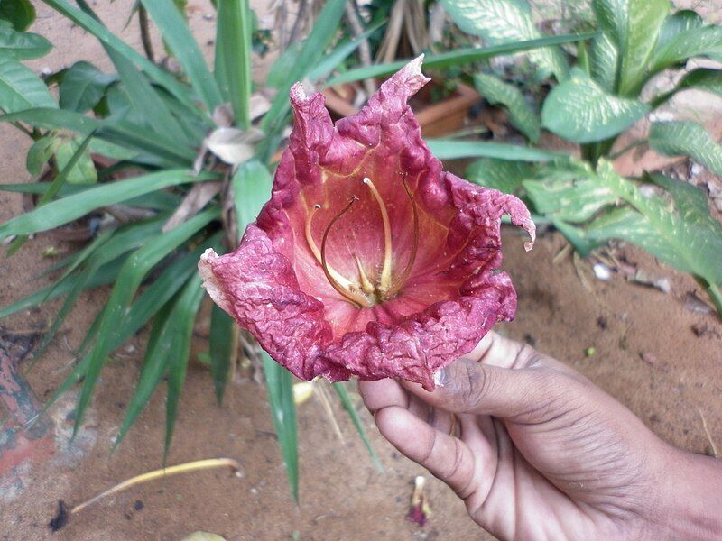 File:Kigelia africana -flower.JPG