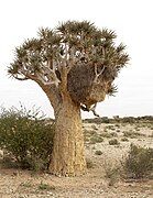 Sociable Weaver (Philetairus socius) nest in a Quiver tree. Northern Cape, South Africa.