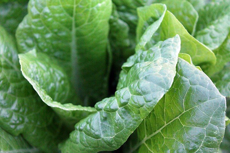 File:Lettuce Leaves (Unsplash).jpg