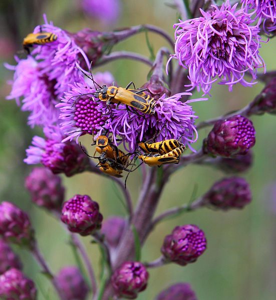 File:Liatris aspera3.jpg