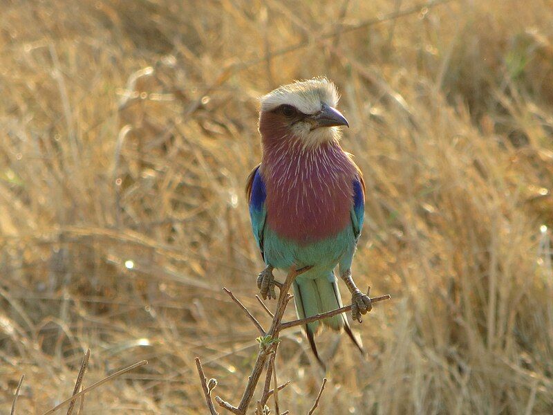 File:Lilacbreasted Roller.JPG