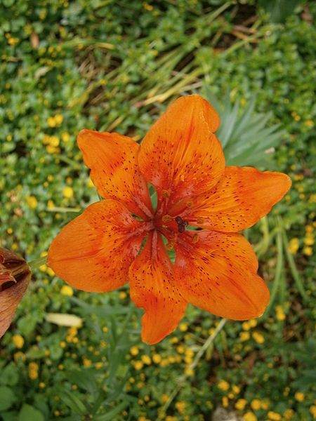 File:Lilium bulbiferum flower02.jpg