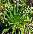 Lobelia gibberoa