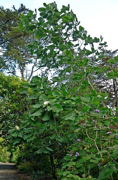 File:Magnolia dealbata 1.jpg