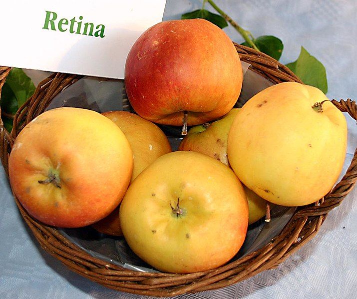 File:Malus-Retina.jpg