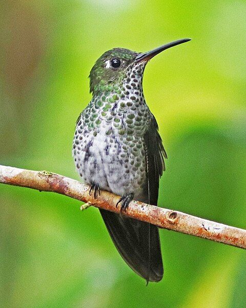 File:Many-spotted Hummingbird JCB.jpg