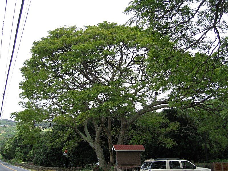 File:MarktwainmonkeypodtreewaiohinuHI.JPG