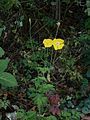 Papaver cambricum half-double