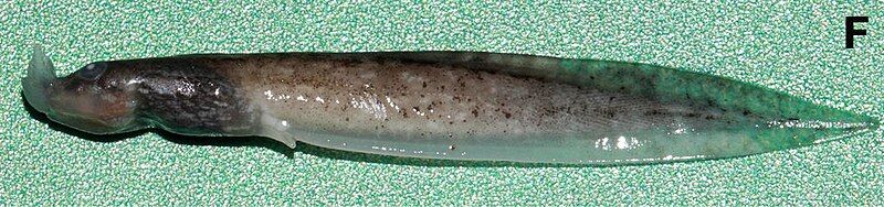 File:Megophrys lini tadpole.jpg