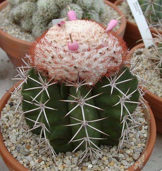 File:Melocactus violaceus.jpg