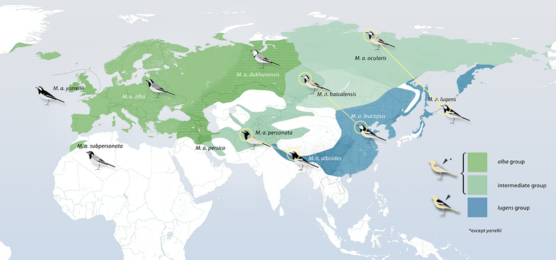 File:Motacilla alba distribution.png