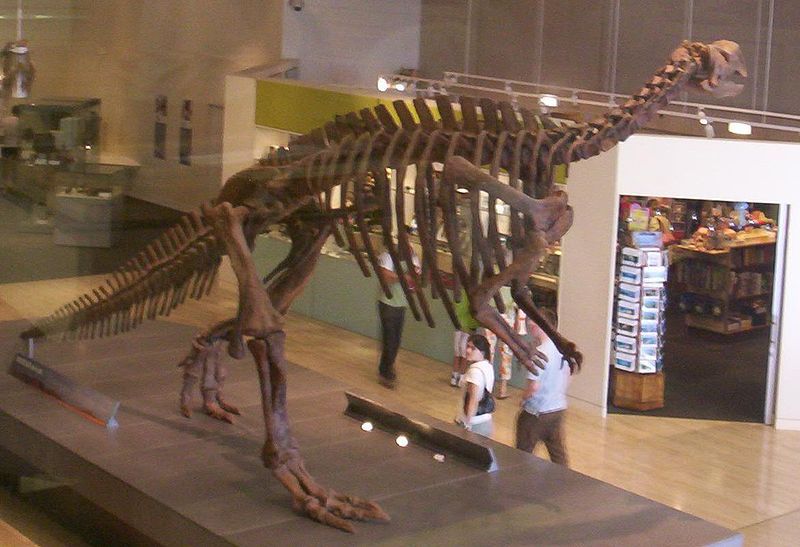 File:Muttaburrasaurus-skeleton-at-Queensland-Museum.jpg