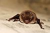 Myotis daubentoni