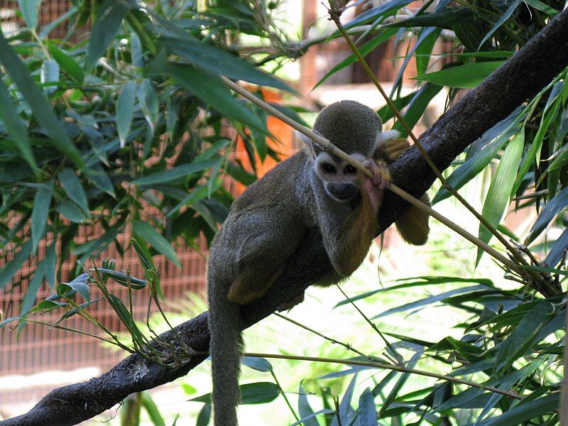 File:Nice squirrel monkey.jpg