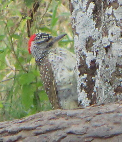 File:Nubian Woodpecker.jpg