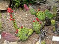 Opuntia riviereana