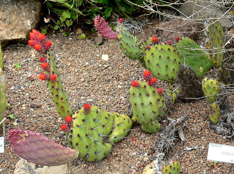 File:Opuntia riviereana 1.jpg