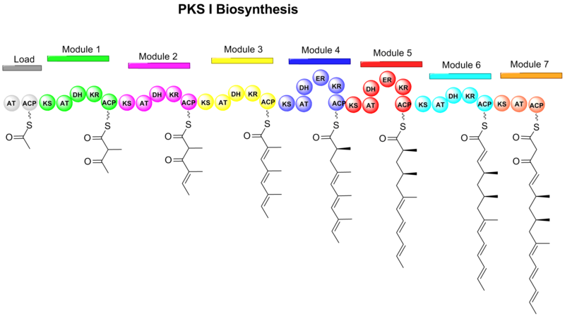 Figure 1. Formation of linear polyketide