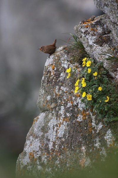 File:Pacific Wren USFWS.jpg