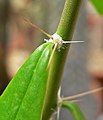 Pereskia humboldtii