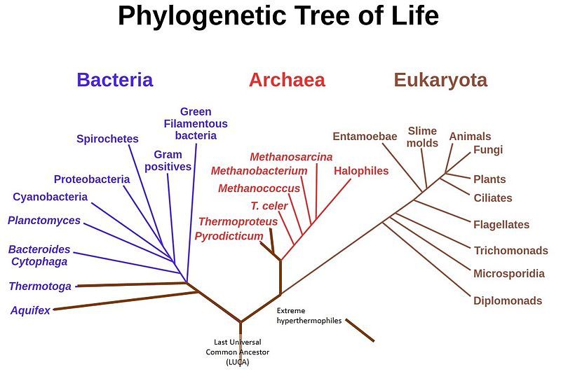 File:Phylogenic Tree.jpg