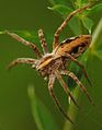 Nursery web spider (Pisaura mirabilis)