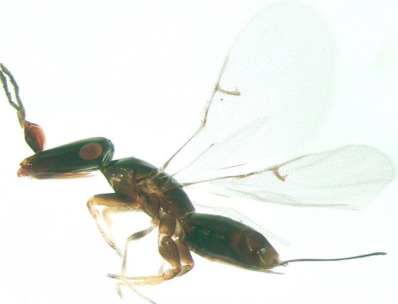 File:Pleistodontes sp-Female.jpg