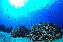 Underwater photo of four clumps of leafy plants