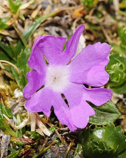 File:Primula clusiana (2).JPG