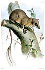 Horsfield's treeshrew