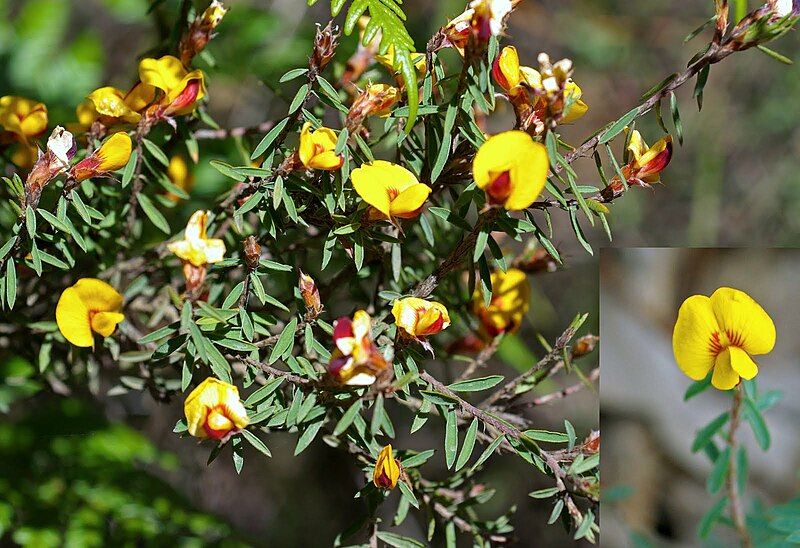 File:Pultenaea reflexifolia (24904245511).jpg