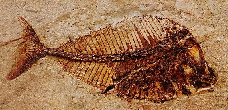 File:Pycnodus platessus 4554.jpg