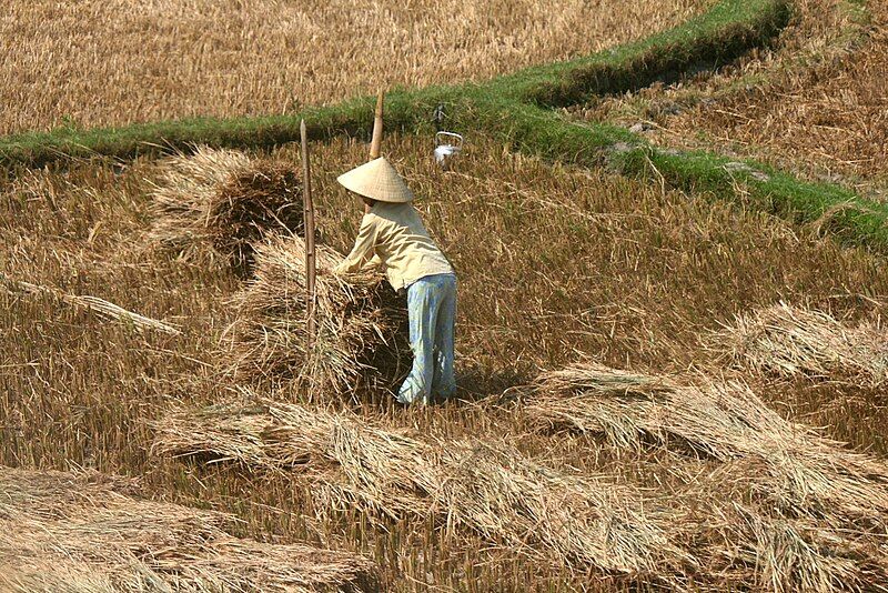 File:Quang Ngai farmer.jpg