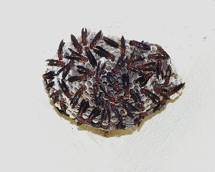 File:RedWaspNest.jpg