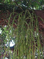 Epiphytic cactus (Rhipsalis paradoxa)