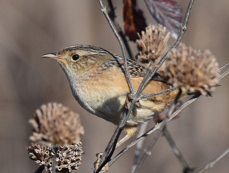 File:Sedge Wren (31204304001).jpg