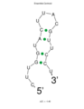 5' UTR loop structure of c9orf135 of mRNA