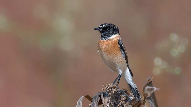 File:Siberian stonechat Male.jpg