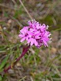 Alpine catchfly