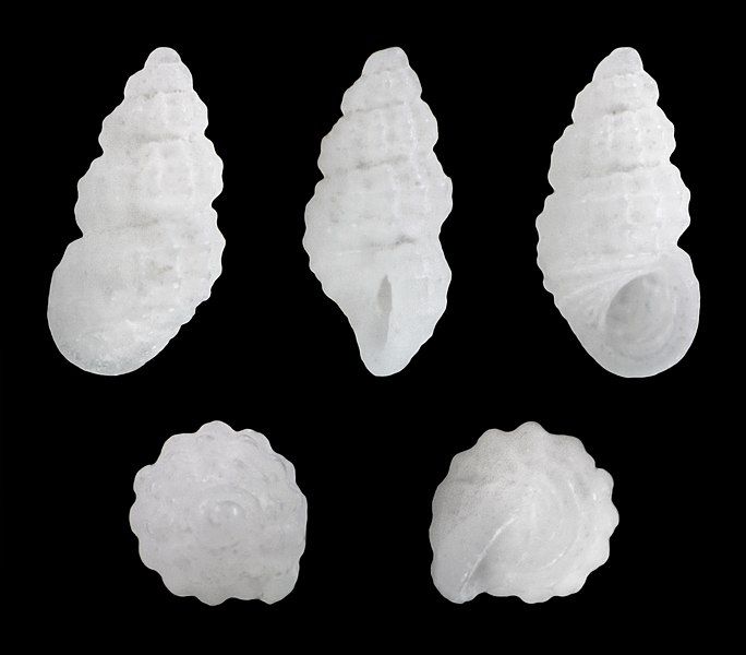 File:Simulamerelina mauritiana 01.jpg