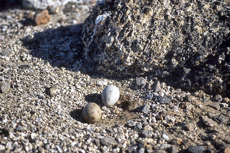 File:Skua eggs.jpg