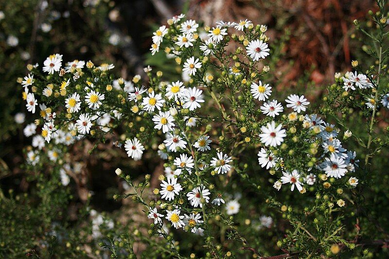 File:Symphyotrichum ericoides CH-01.jpg