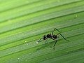 Taeniaptera lasciva Many Micropezidae mimic wasps by standing motionless while waving their prominently marked front legs in front of their head.