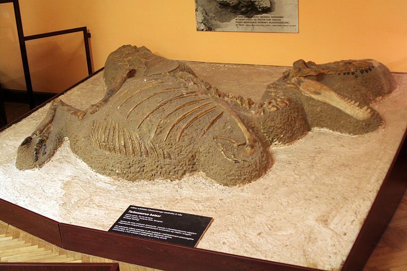 File:Tarbosaurus Warsaw3.jpg