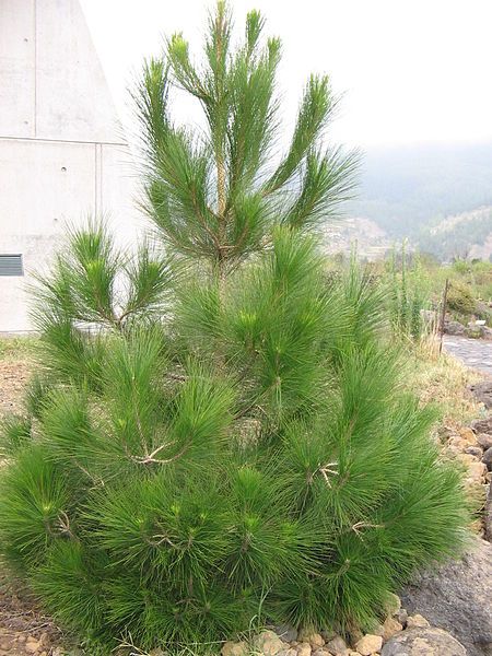 File:Young Pinus canariensis.jpg