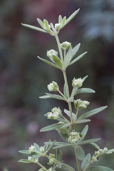 File:Zieria involucrata.jpg