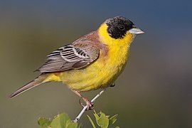 28-090504-black-headed-bunting-at-first-layby